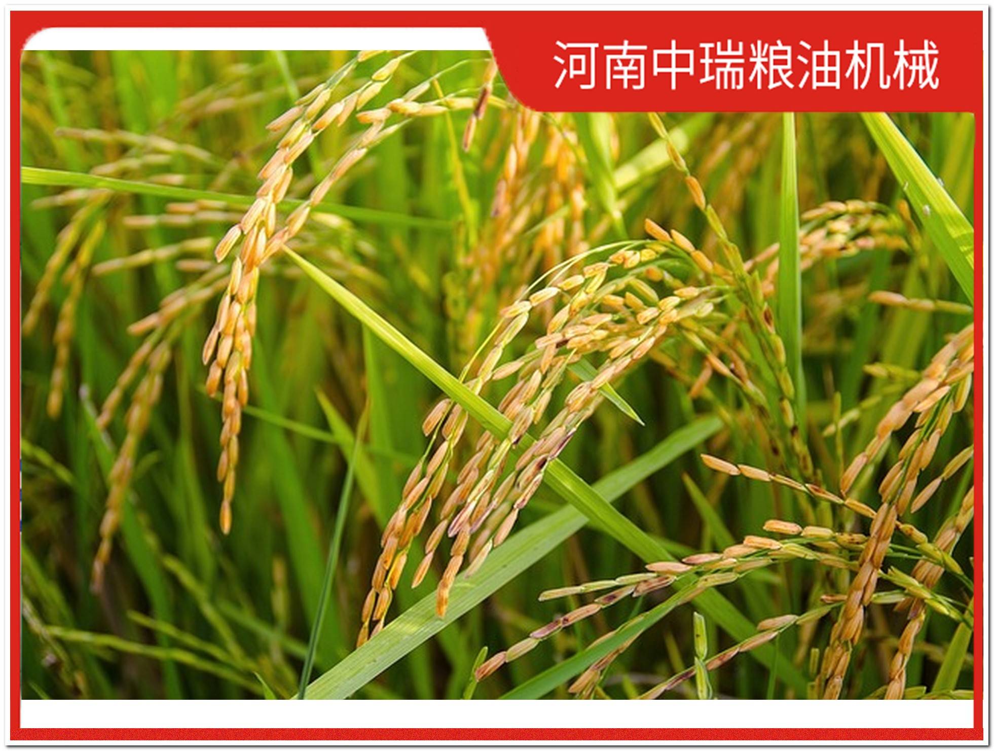 宝鸡碾米机设备需要投资多少钱？