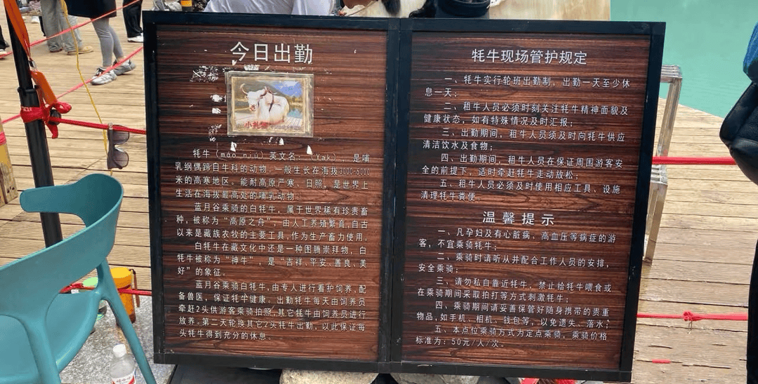 供游客拍照的“打工”白牦牛年入600万？景区工作人员：不可能